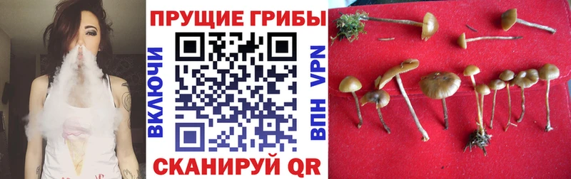 Купить  Мышкин  Галлюциногенные грибы Magic Shrooms 